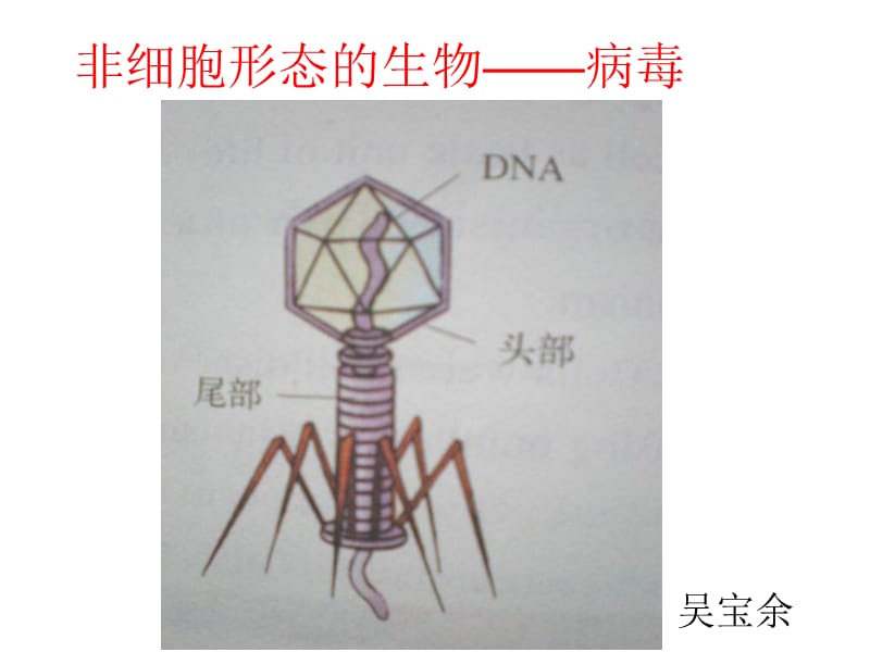 病毒——非细胞形态的生物(新).ppt_第1页