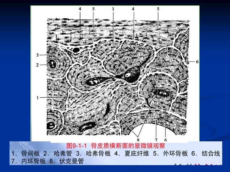 白人驹骨骼解剖正常异常.ppt_第2页