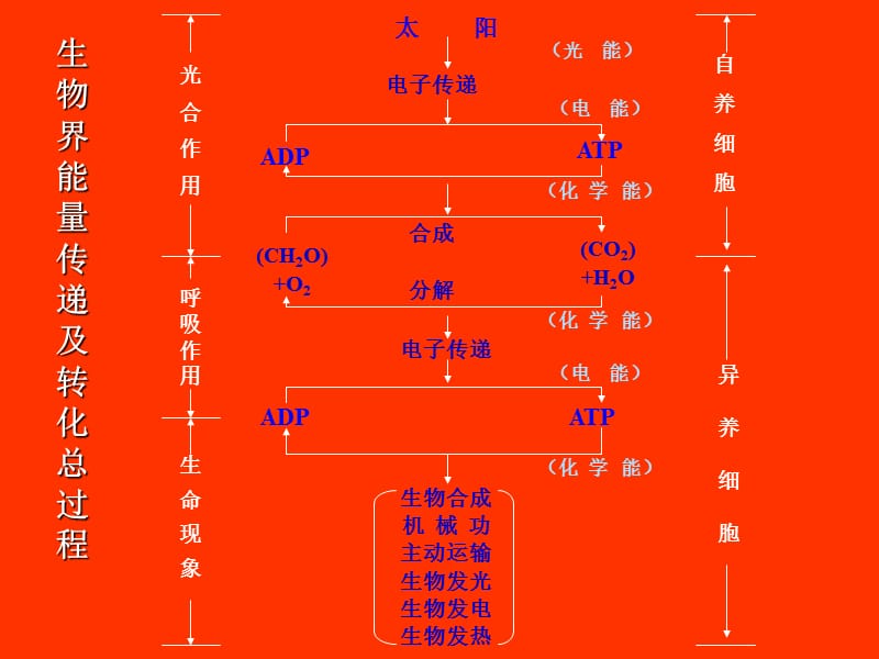 食品生物化学-2006版7-10.ppt_第3页