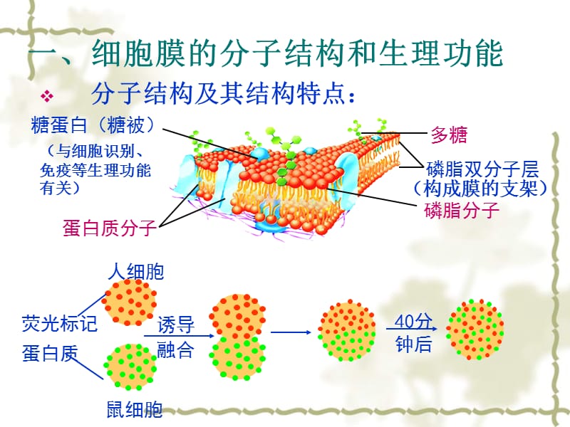 细胞膜ppt课件.ppt_第3页