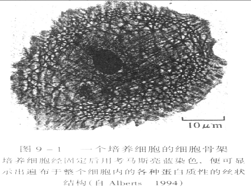 细胞生物学-6细胞骨架.ppt_第2页