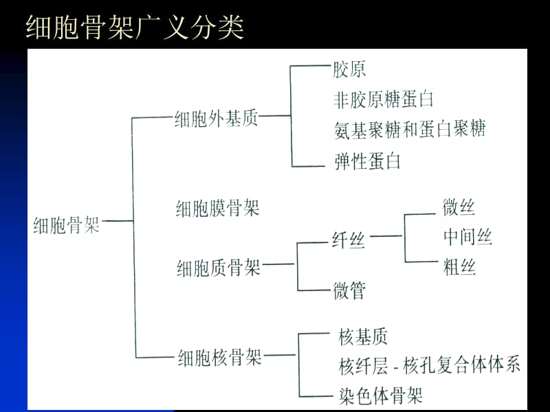 细胞生物学-6细胞骨架.ppt_第3页