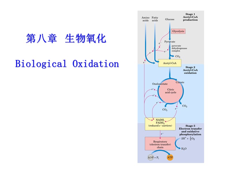 第八生物氧化BiologicalOxidation.ppt_第1页