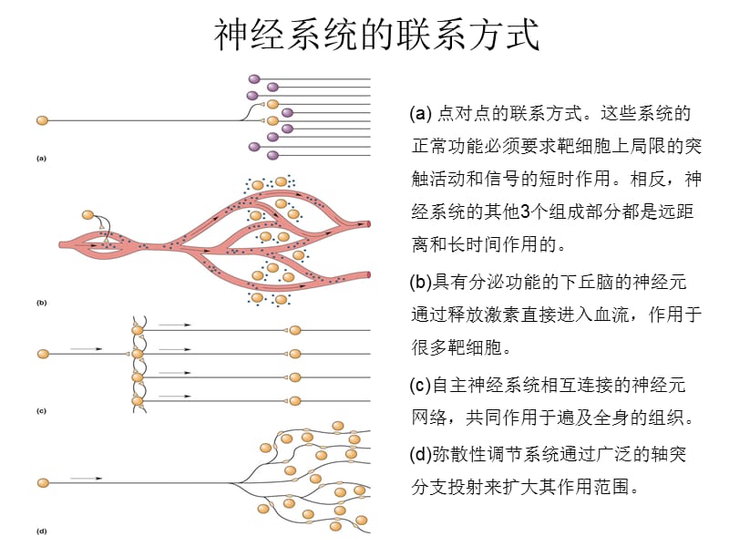 脑和行为的化学调控、动机、情绪.ppt_第3页