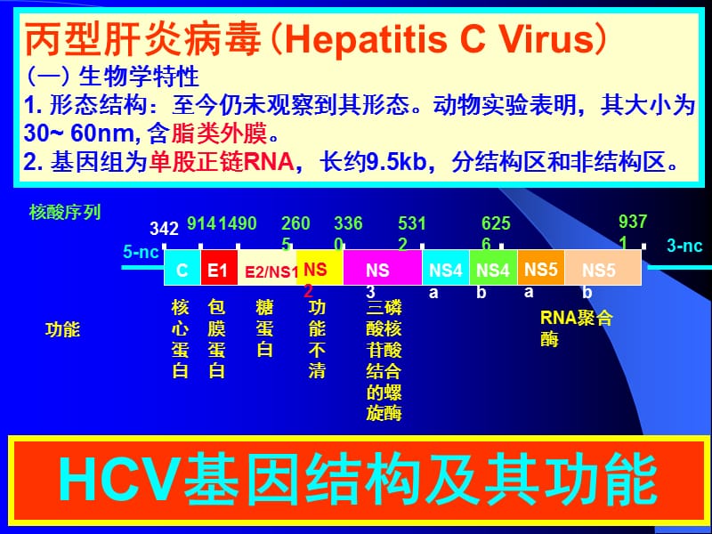 第29章肝炎病毒.ppt_第3页