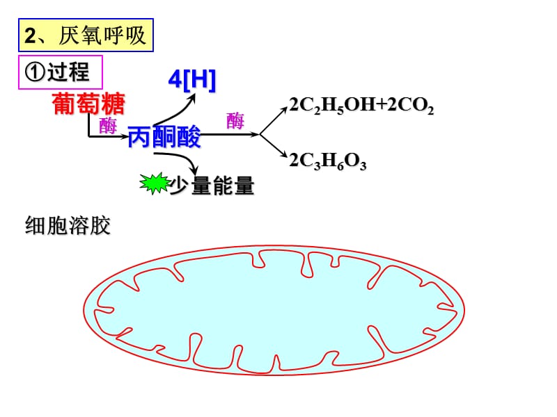 厌氧呼吸及影响因素.ppt_第2页