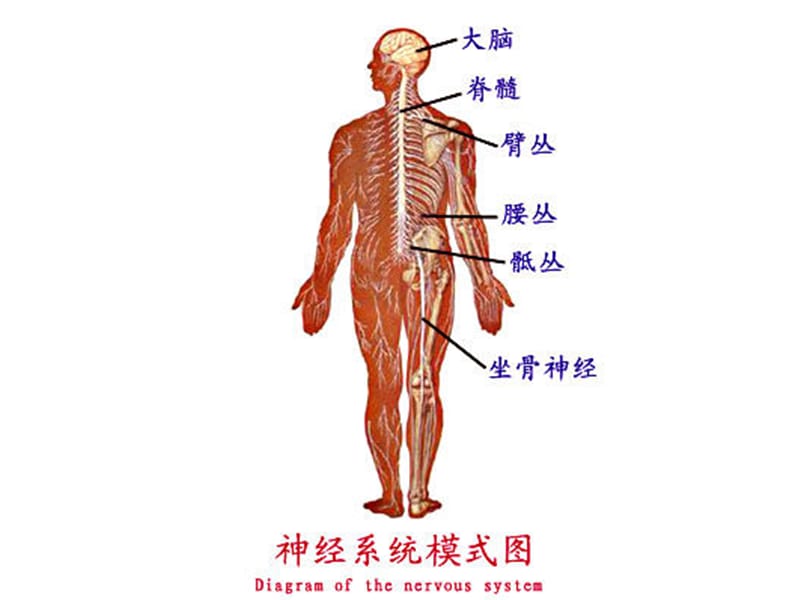 神经调节和激素行为.ppt_第3页