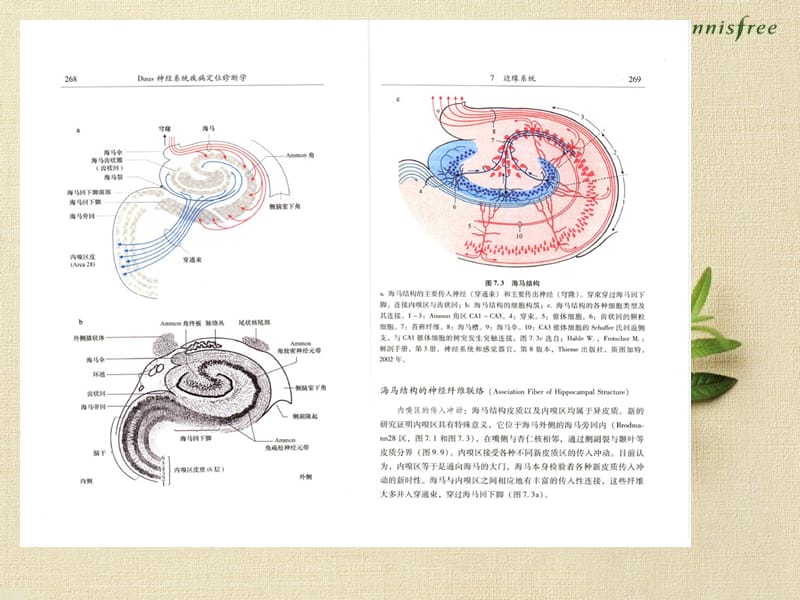 神经系统疾病定位诊断学0708.ppt_第3页