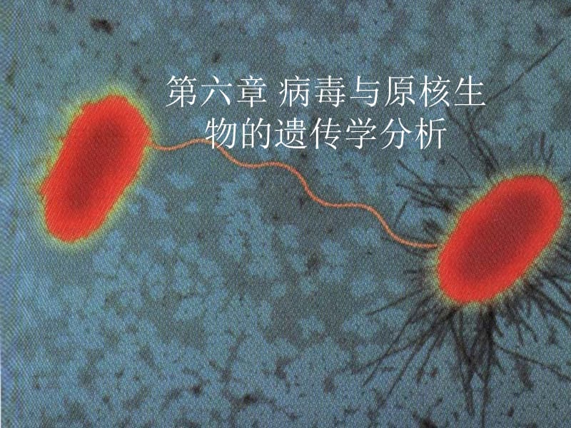 原核生物遗传分析.ppt_第1页