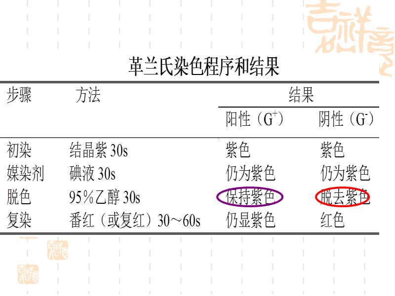 细菌的革兰染色法.ppt_第3页