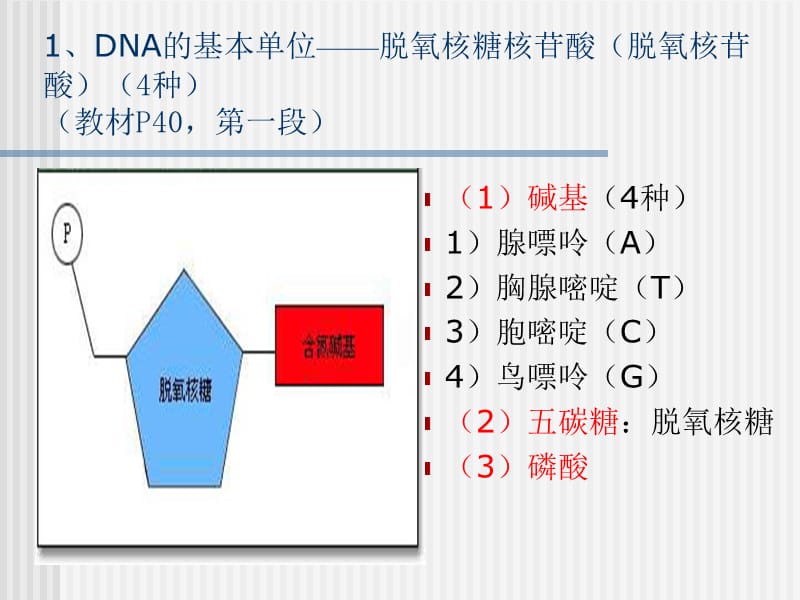 DNA分子的双螺旋结构1(新理论).ppt_第3页