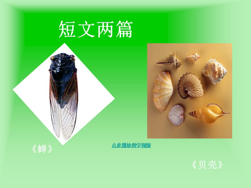 18《短文两篇(蝉贝壳)》.ppt_第1页