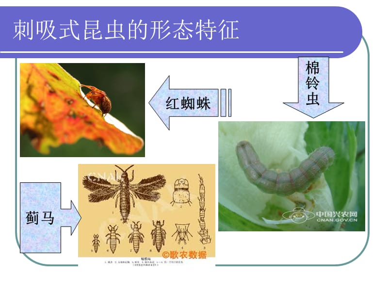 几种常见的刺吸式害虫.ppt_第2页