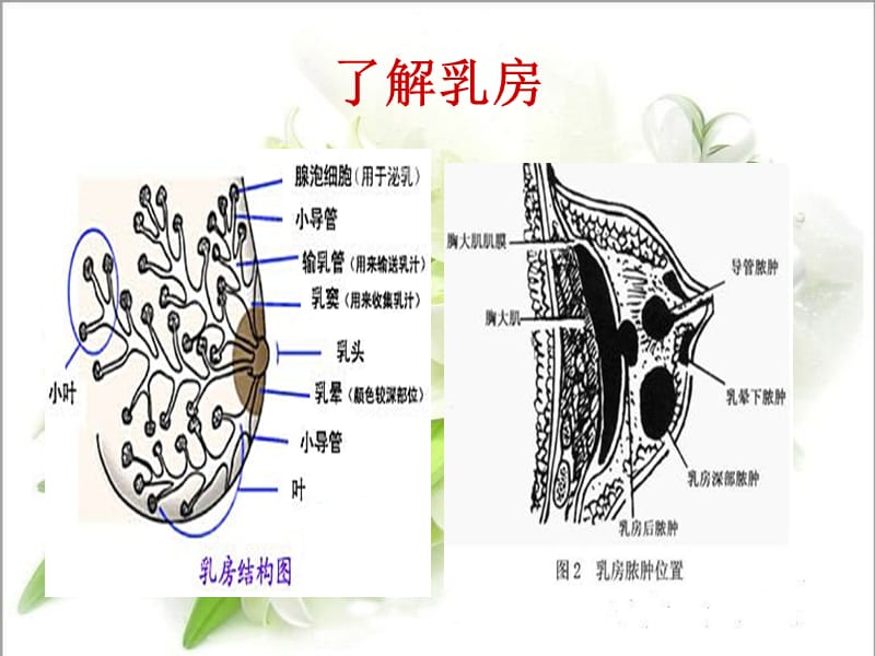 急性乳腺炎的护理.ppt_第3页