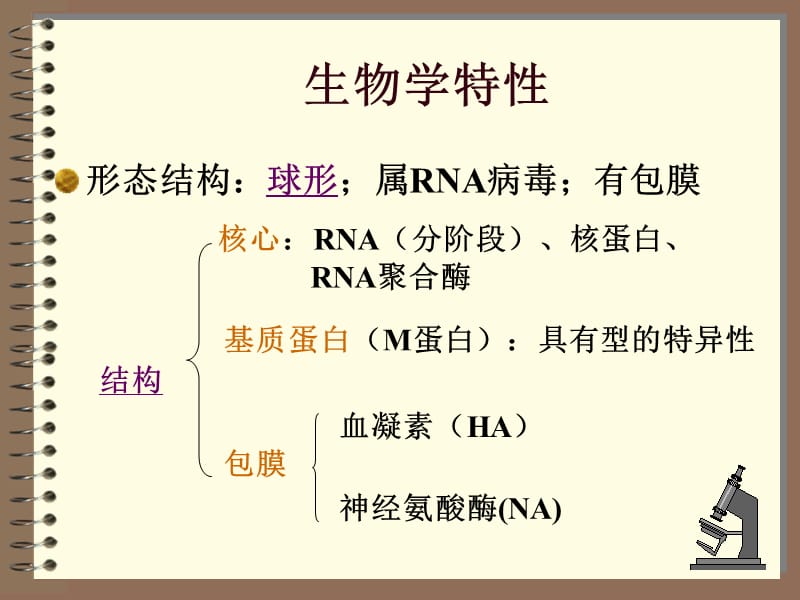 种类正粘病毒流感病毒副粘病毒麻疹病毒腮腺炎病毒.ppt_第3页