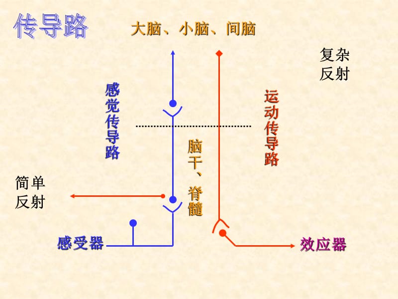 中枢传导路ppt课件.ppt_第1页