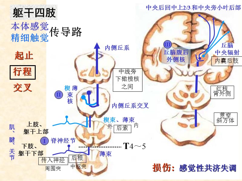 中枢传导路ppt课件.ppt_第2页