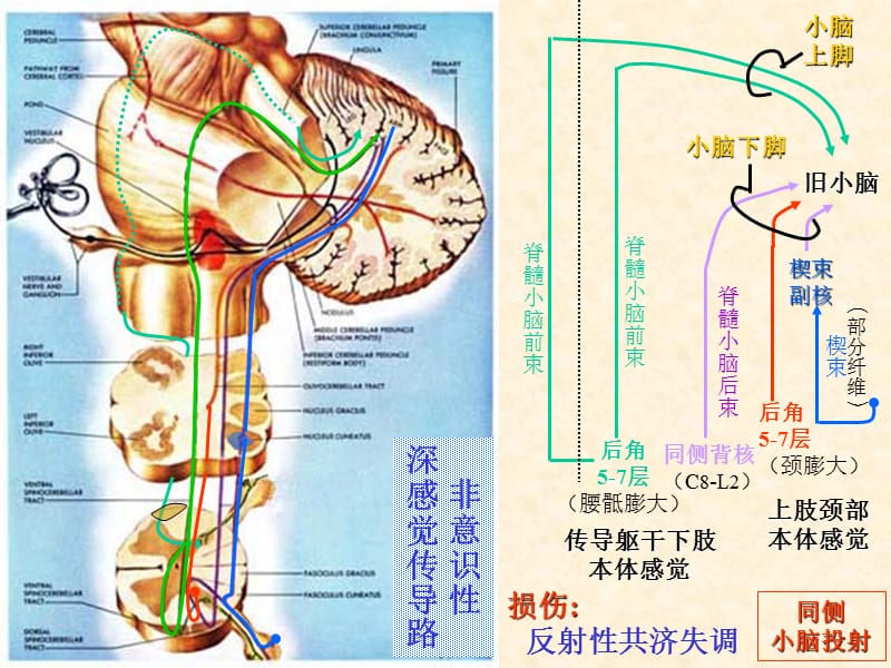 中枢传导路ppt课件.ppt_第3页