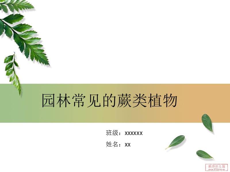 园林常见的蕨类植物.ppt_第1页