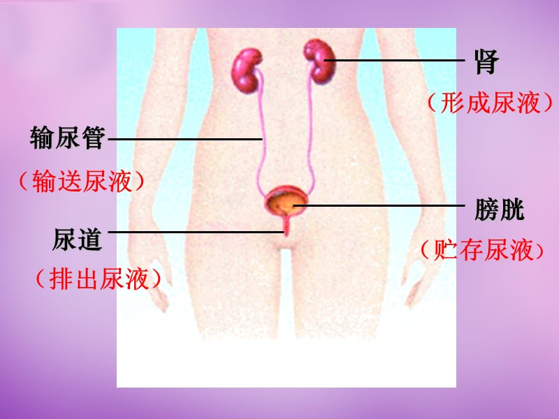 辽宁省灯塔市第二初级中学七年级生物下册 11.1 人体泌尿系统的组成课件 （新版）苏教版.ppt_第3页