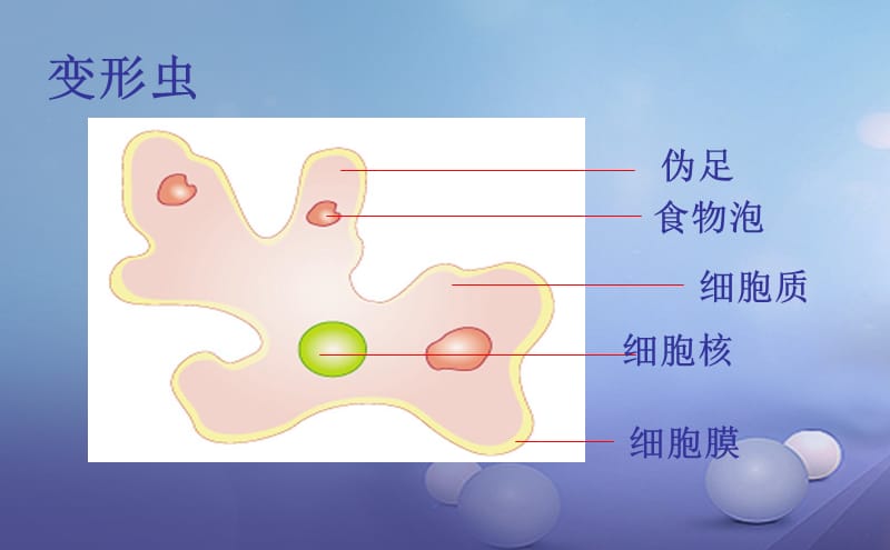 七年级生物上册2.3.2细胞是生命活动的单位课件新版北师大版.ppt_第3页