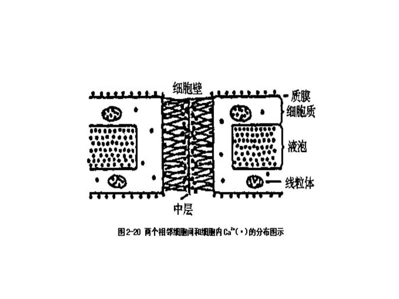 园艺第三组柑橘的生产技术.ppt_第3页