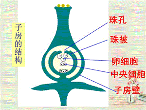 山东省单县希望初级中学八年级生物上册 4.1.3 果实和种子的形成课件 （新版）济南版.ppt