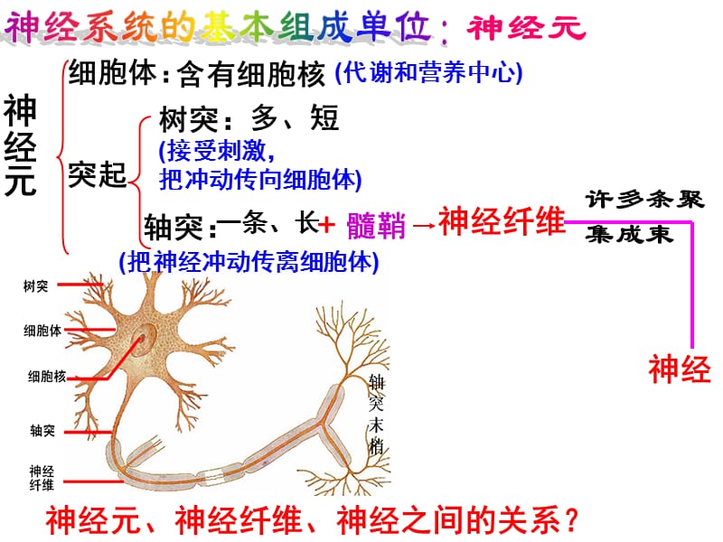 复习课-第二章动物和人的生命活动的调节.ppt_第3页