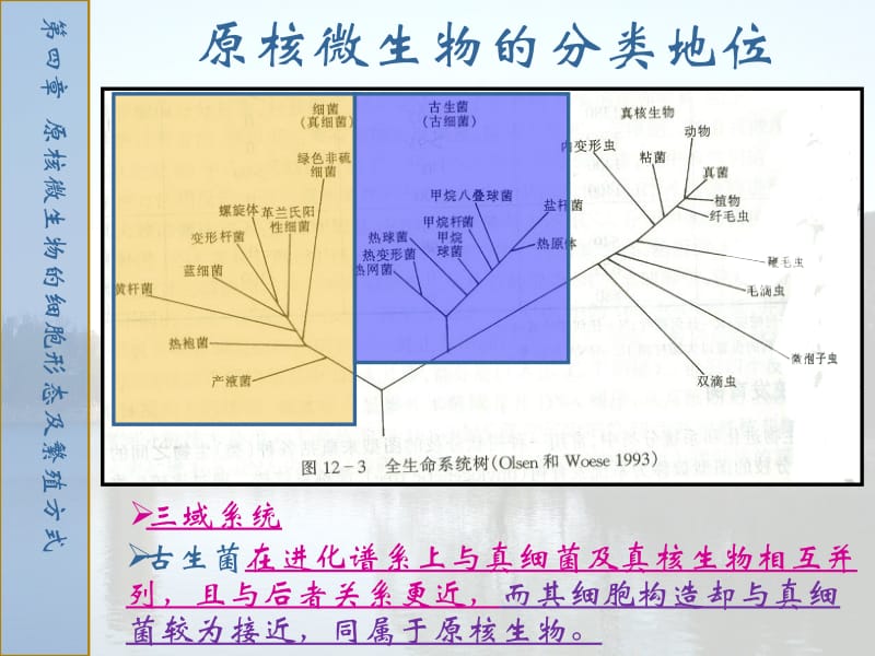 原核微生物的细胞形态及繁殖方式.ppt_第3页