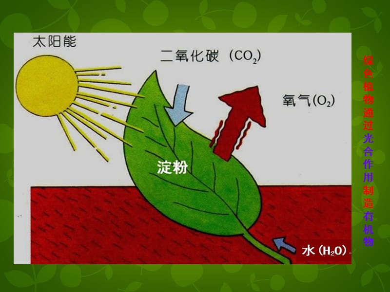 天津市宝坻区新安镇第一初级中学七年级生物上册 第3单元 第4章《绿色植物是生物圈中有机物的制造者》课件 （新版）新人教版.ppt_第2页