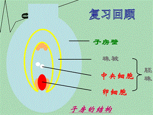 山东省滕州市西岗中学2014-2015八年级生物上册 4.1.3 果实和种子的形成优秀（第1课时）优秀课件 （新版）济南版.ppt