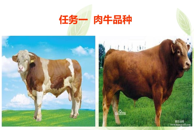 二肉牛品种与改良.ppt_第3页