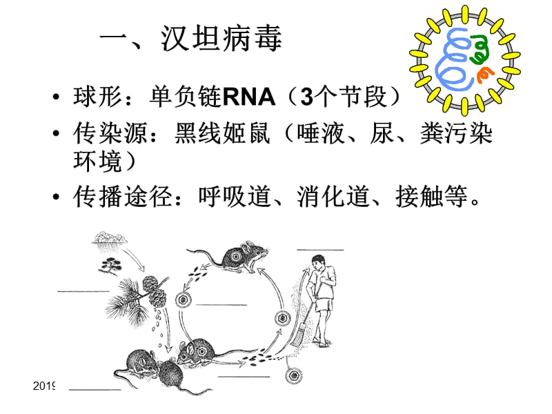 医学微生物学课件--第27章出血热病毒.ppt_第2页