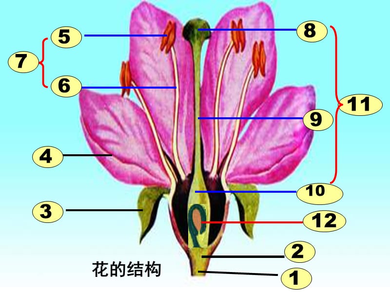 七年级上生物重点复习.ppt_第1页