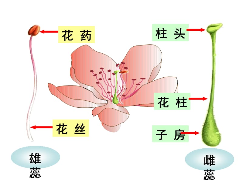 七年级上生物重点复习.ppt_第2页