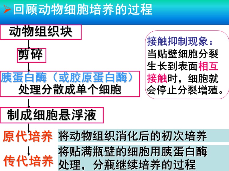 (动物细胞工程2).ppt_第2页