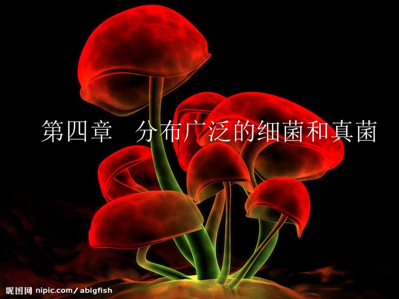 第一节分布广泛的细菌真菌.ppt_第1页