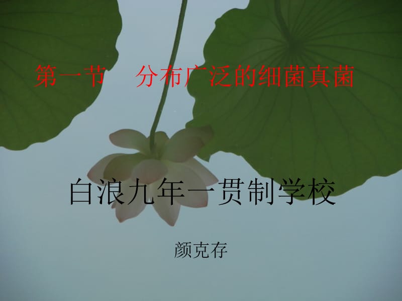 第一节分布广泛的细菌真菌.ppt_第3页