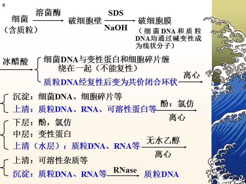 浙江大学生物化学实验甲质粒DNA的小批量提取与鉴定.ppt_第3页