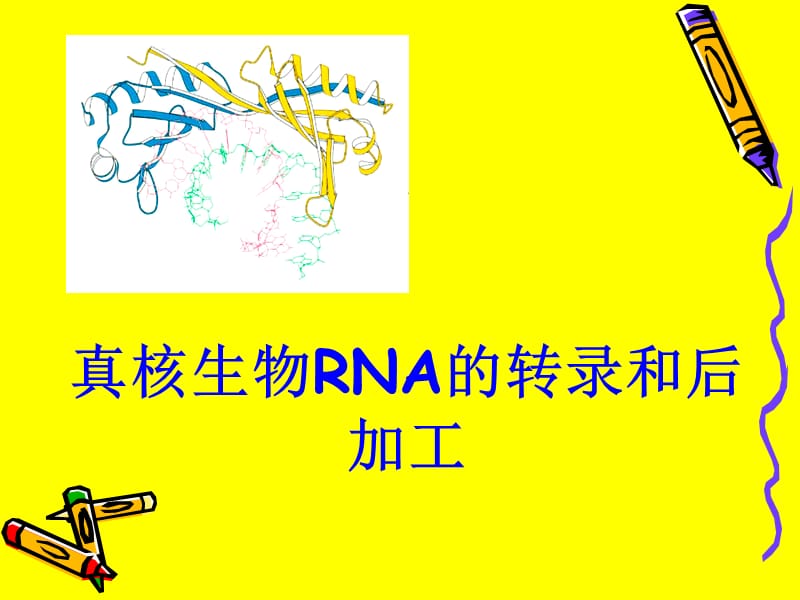 真核生物的转录和后加工.ppt_第1页