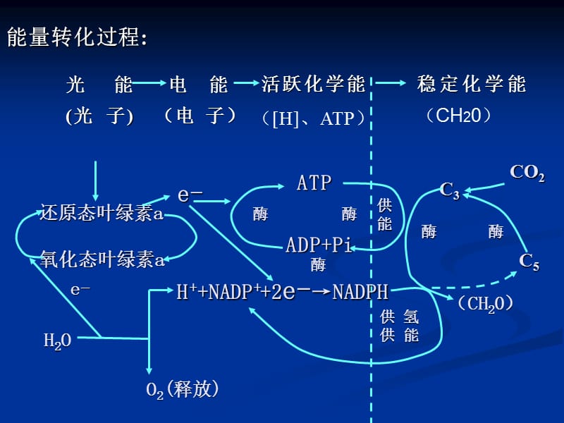 影响光合作用的因素及其生产实践运用.ppt_第2页