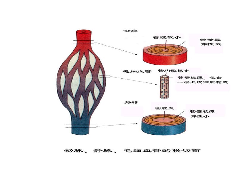 七年级生物下第四章第三节输送血液的泵—心脏课件.ppt_第2页