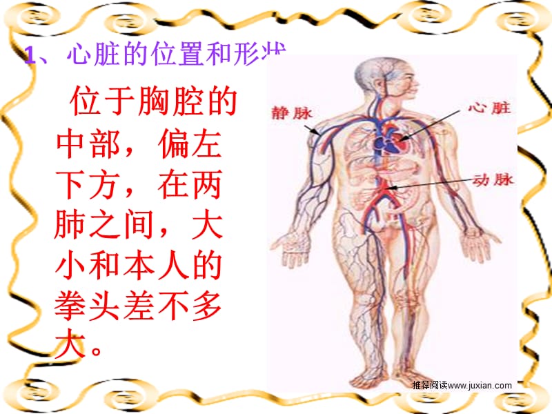 七年级生物下第四章第三节输送血液的泵—心脏课件.ppt_第3页