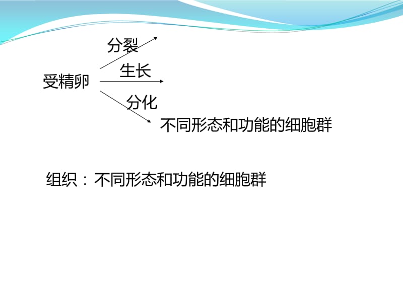 浙教版科学七上组织.ppt_第2页