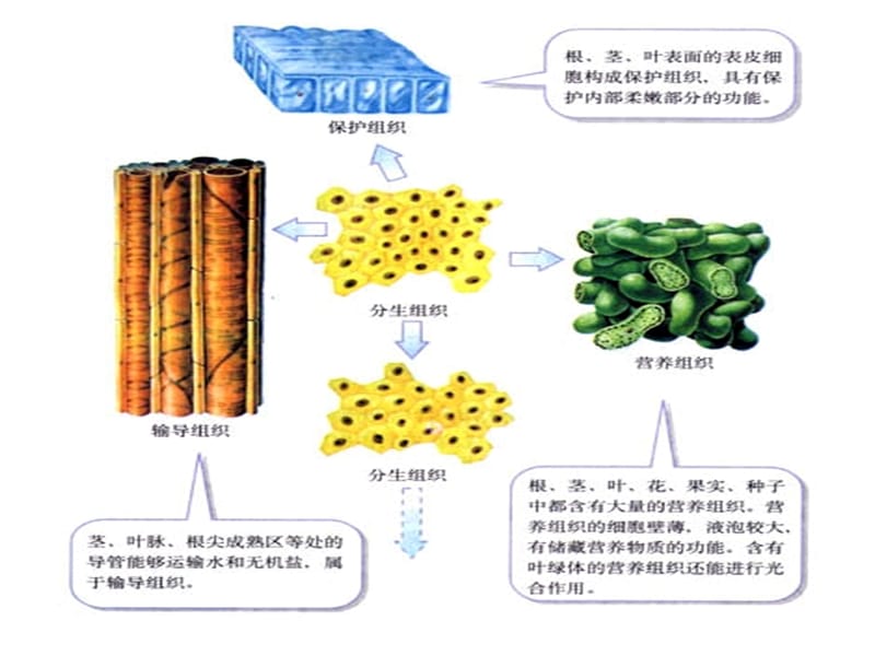 浙教版科学七上组织.ppt_第3页