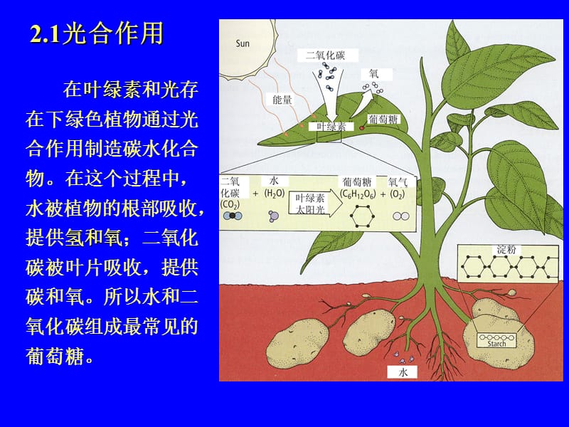 大师谈营养与健康之碳水化合物.ppt_第3页