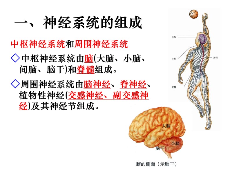 2.1通过神经系统的调节.ppt_第2页