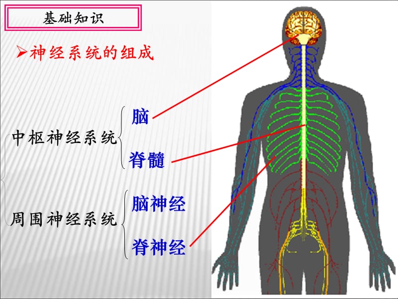 2.1通过神经系统的调节.ppt_第3页