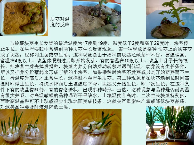 植物的种植方法PPt.ppt_第2页