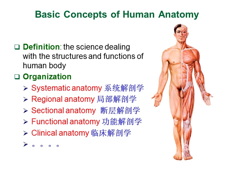 1.Bonesoftrunkfor7-2010.ppt_第2页